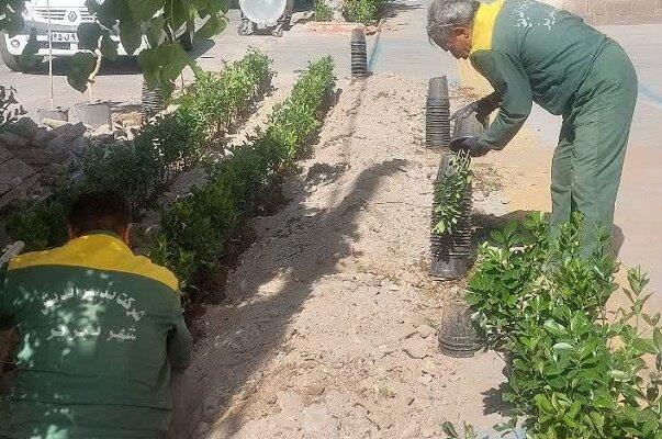 کاشت ۳۰۰ درختچه شمشاد در باغچه های خیابان باغشمال