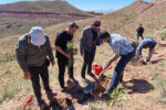 تداوم کاشت ۱۰ هزار بوته گیاه دارویی کبر (هندوانه ابو جهل) در تفرجگاه عینالی تبریز