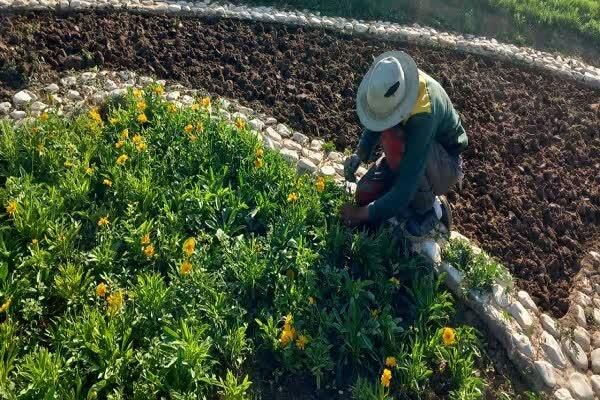 تداوم عملیات نگهداشت و ساماندهی فضای سبز در حوزه منطقه ۴ تبریز