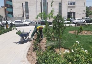 توسعه فضای سبز بوستان روشنایی با کاشت انواع درخت و درختچه