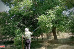 سمپاشی ۲۵۰۰ اصله درخت و ۱۵۰۰ بوته در مجموعه الغدیر