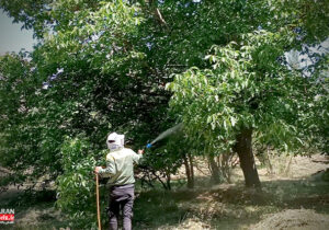 سمپاشی ۲۵۰۰ اصله درخت و ۱۵۰۰ بوته در مجموعه الغدیر