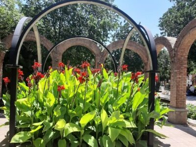 شکوفایی گلهای اختر در منطقه تاریخی فرهنگی شهر