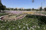 شکوفائی چشمنواز باغ گل مجموعه تاریخی و تفریحی ائل گلی
