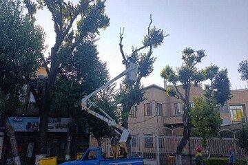 هرس شاخه های خشکیده در جهت ایمن سازی درختان سطح حوزه