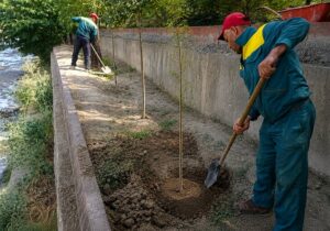 کاشت ۳۰۰ اصله نهال نارون و اقاقیا در حاشیه مهرانهرود