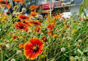 منطقه ۳ تبریز به استقبال پاییز رفت؛ کاشت ۱۰۰ هزار بوته داوودی و کلم زینتی