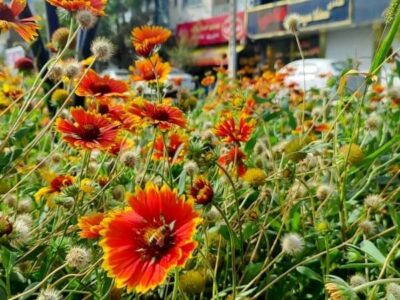 منطقه ۳ تبریز به استقبال پاییز رفت؛ کاشت ۱۰۰ هزار بوته داوودی و کلم زینتی