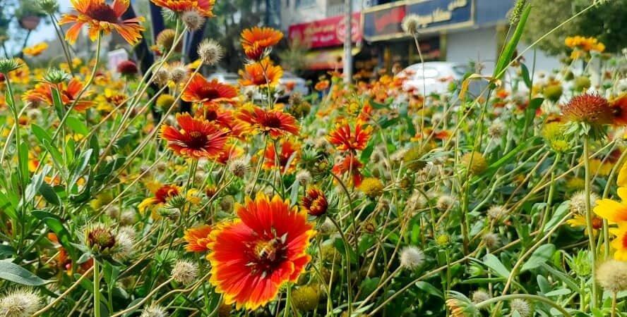 منطقه ۳ تبریز به استقبال پاییز رفت؛ کاشت ۱۰۰ هزار بوته داوودی و کلم زینتی