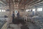 بهسازی اصطبل های گاوی کشتارگاه تبریز با اجرای عملیات عمرانی