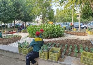 ۸۰ هزار گل، ارمغان پاییزی شهرداری منطقه ۸ به شهروندان