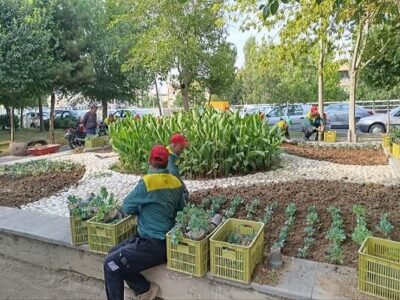 ۸۰ هزار گل، ارمغان پاییزی شهرداری منطقه ۸ به شهروندان