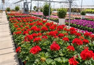 افزایش سرانه فضای سبز سطح حوزه شهرداری منطقه یک