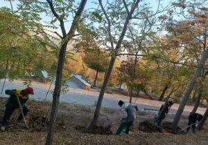 آغاز عملیات چالکود و شخم پای درختان شهر از ابتدای پاییز ۱۴۰۵