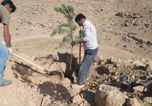 توسعه فضای سبز در سایت ۲ آرپادره‌سی
