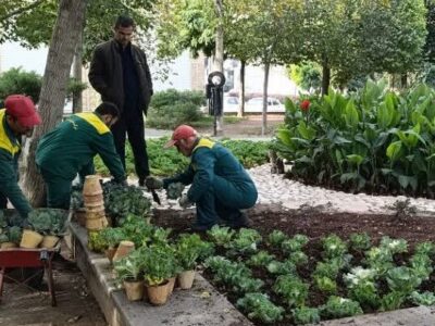 ​​​​​​​کاشت ۱۳۰ هزار بوته گل پاییزی در معابر و بوستان‌های منطقه ۸