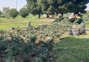 کاشت ۸۰ هزار بوته گل و گیاه پاییزه در فضای سبز منطقه ۶