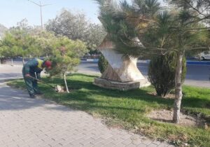 حفظ فضاهای سبز شهری با کند و کوب پای درختان