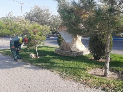 حفظ فضاهای سبز شهری با کند و کوب پای درختان