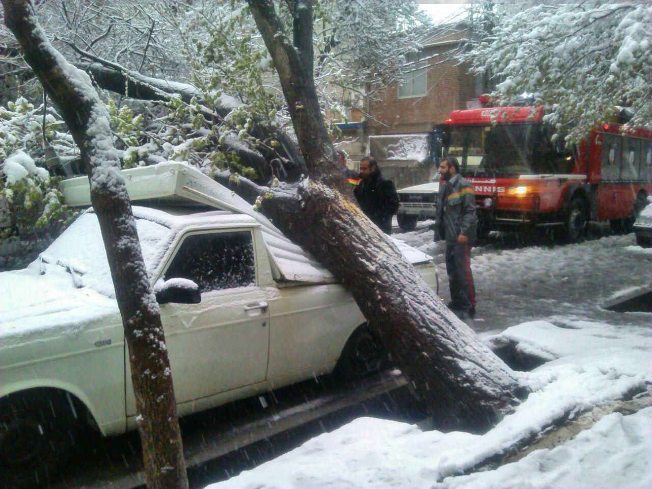 شکستن درختان بر اثر برف بهار در تبریز / تصاویر