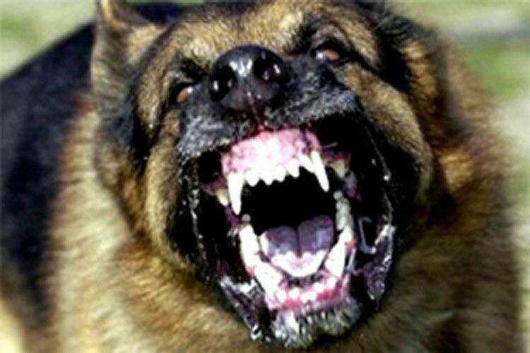حمله سگ وحشی به پیرمرد نگون بخت در قراملک