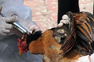 مشاهده یک مورد مثبت آنفولانزای مرغی در بناب/احتمال شیوع آنفولانزای مرغی در استان آذربایجان‌شرقی