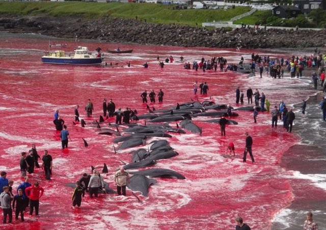 جاری شدن دریای خون در پی کشتار نهنگ‌های شمال اروپا + عکس