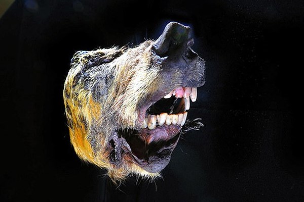کشف سر ۴۰ هزار ساله یک گرگ+تصاویر
