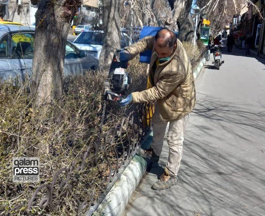 هرس و فرمدهی درختچههای سطح حوزه