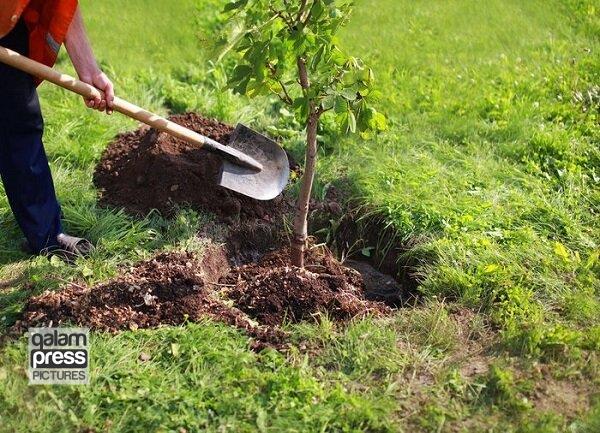کاشت ۵۰۰ نهال به مناسبت سالروز تاسیس کانون های فرهنگی و هنری مساجد در استان آذربایجان شرقی