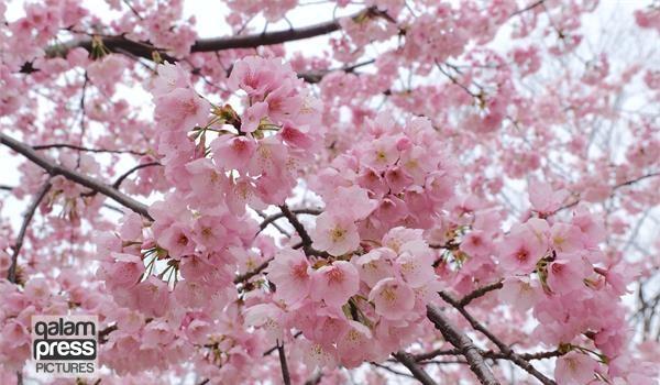 فیلم/ بهشت بهار با شکوفههای سفید در قلعهچای عجبشیر