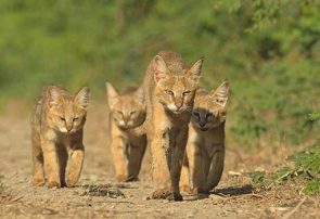 فیلم| رهاسازی یک قلاده گربه جنگلی در مناطق حفاظت شده اهر