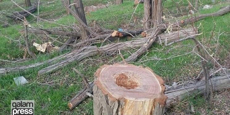 قاتل درختان کلیبر، روانه زندان شد/ ۱۸۴ درخت قطع‌شده ضبط شدند