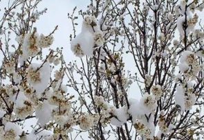 در پنجاه و چهارمین روز از بهار؛ برف بهار را از آذربایجان بیرون کرد
