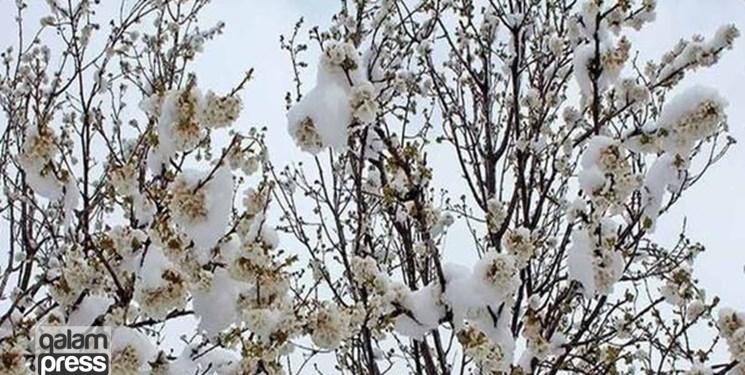 در پنجاه و چهارمین روز از بهار؛ برف بهار را از آذربایجان بیرون کرد