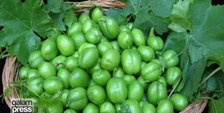 رتبه دوم کشوری  آذربایجان‌شرقی  در تولید محصول گوجه سبز