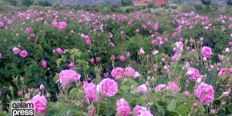تولید بیش از ۵ هزار و ۵۰۰ تن گل محمدی در آذربایجان‌شرقی/ صادرات اسانس گل محمدی به اروپا
