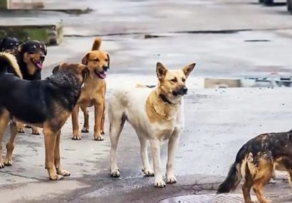 رژه سگ‌های ولگرد روی اعصاب مردم/ سگ‌هایی که امنیت شهروندان را چنگ می‌زنند