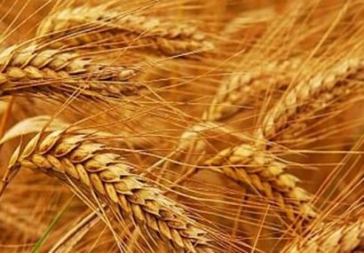 افزایش ۴۴ درصدی خرید گندم از کشاورزان آذربایجان شرقی