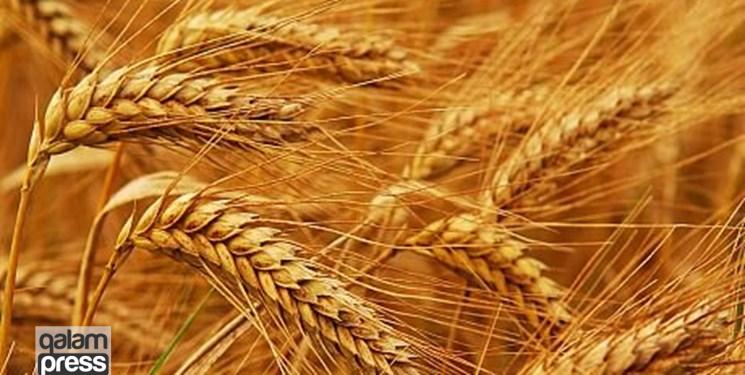 افزایش ۴۴ درصدی خرید گندم از کشاورزان آذربایجان شرقی