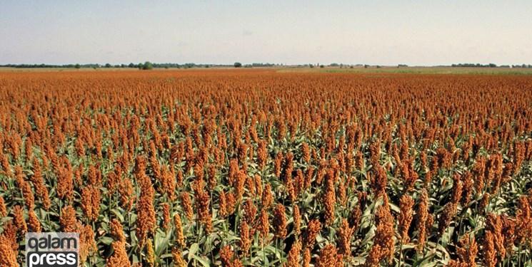 کاشت سورگوم دانهای برای اولینبار در استان آذربایجان شرقی