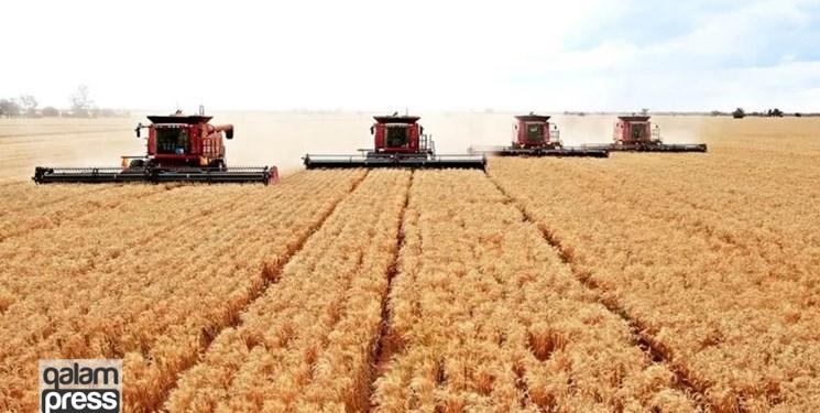 افزایش ۲۰۰ درصدی خرید گندم در آذربایجان شرقی/ ۷۰ درصد اراضی را زیر کشت دیم می بریم