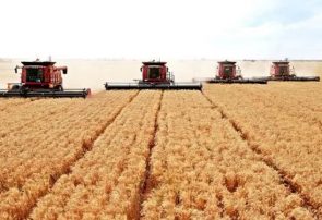 افزایش ۲۰۰ درصدی خرید گندم در آذربایجان‌شرقی/ ۷۰ درصد اراضی را زیر کشت دیم می‌بریم