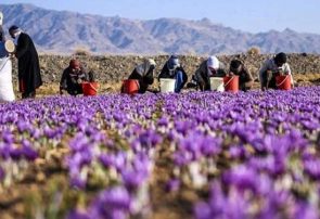 تولید ۱٫۹ تن زعفران در استان آذربایجان‌شرقی