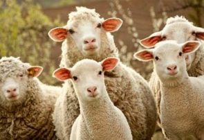 افتتاح بزرگترین مجموعه گوسفندداری با ظرفیت۳۲هزار راس در شبستر