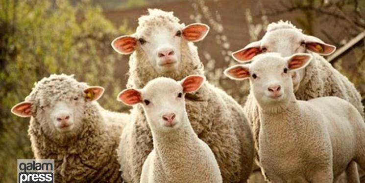افتتاح بزرگترین مجموعه گوسفندداری با ظرفیت۳۲هزار راس در شبستر