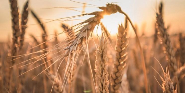 کاهش میزان تولید گندم در آذربایجان شرقی