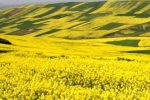 خبر خوش برای کشاورزان، افزایش قیمت خرید تضمینی کلزا