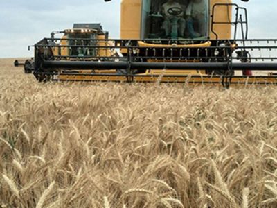 افزایش ۳۷ درصدی خرید گندم مازاد کشاورزان در کشور