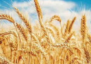 ۲۲۴هزار تن گندم در آذربایجان شرقی خرید تضمینی شد